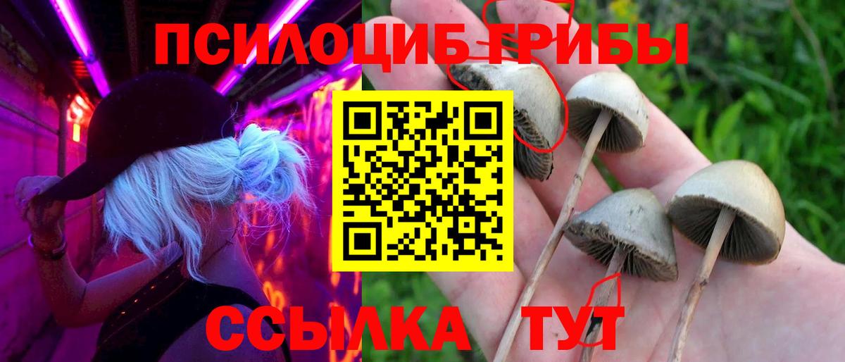 Тимашёвск  где можно купить   Вход с VPN  Псилоцибиновые грибы прущие грибы 